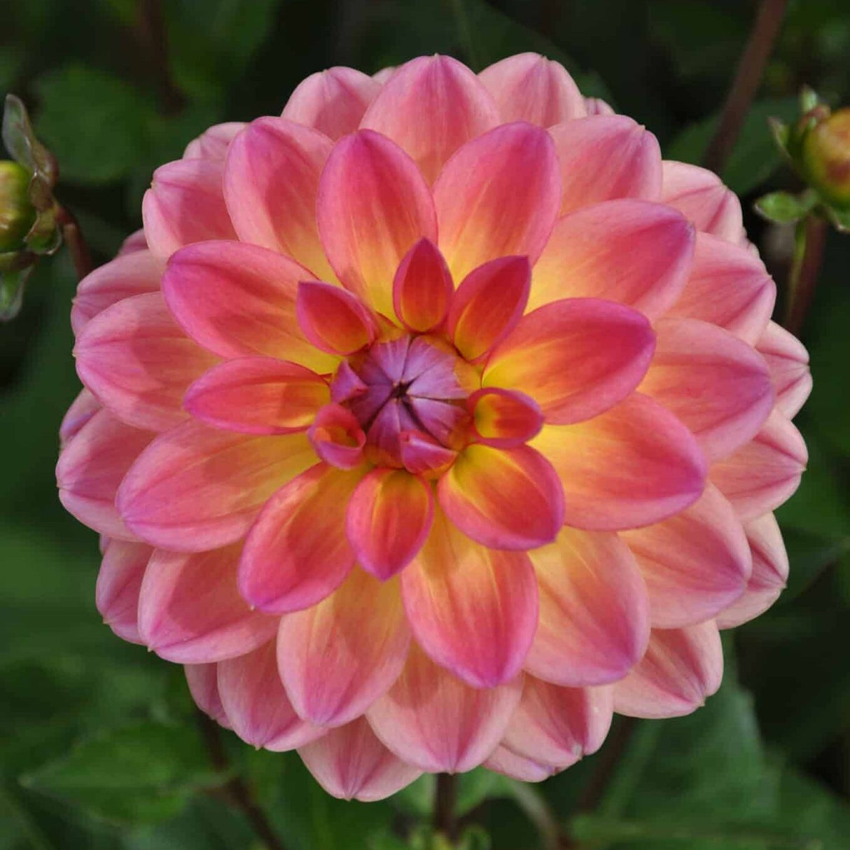Dahlia 'Pacific View'