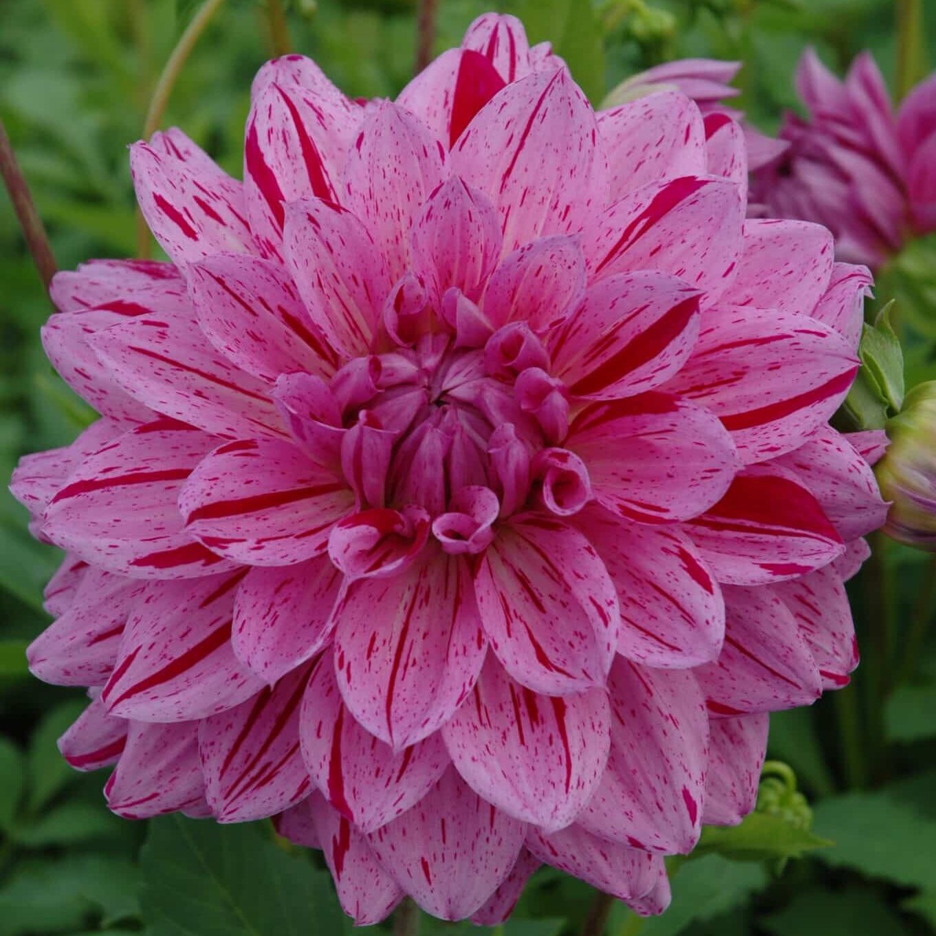 Dahlia 'Painted Girl'