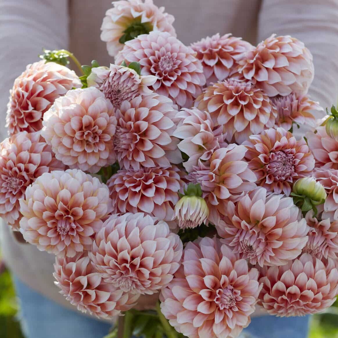 Dahlia 'Peaches'