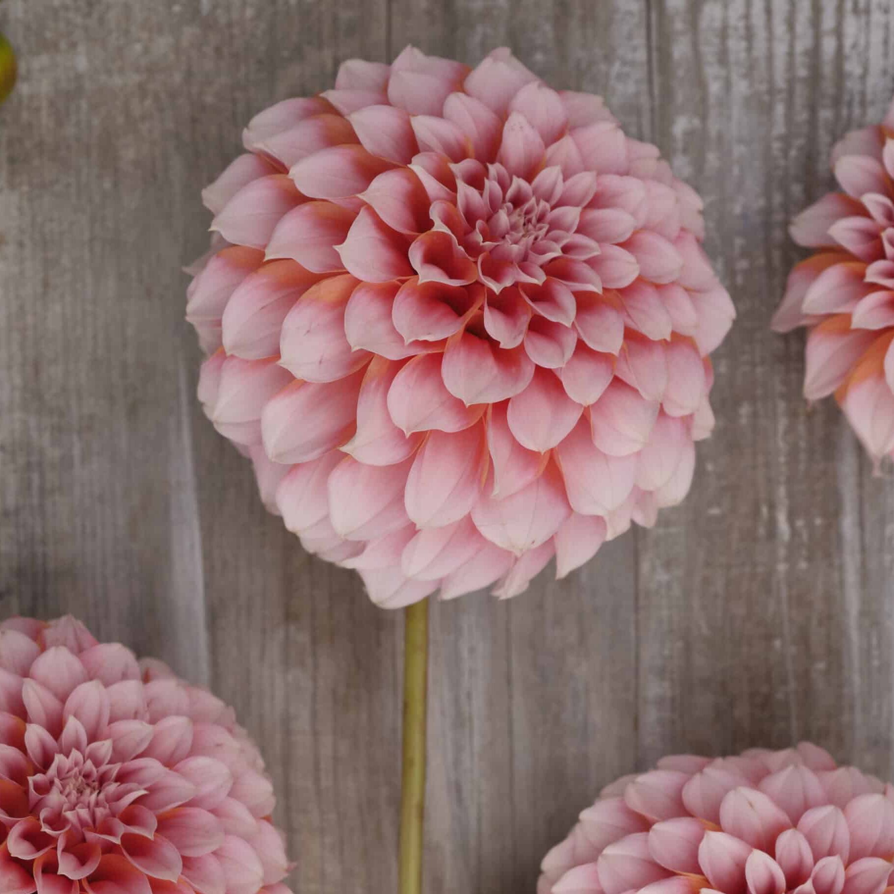 Dahlia 'Peaches'