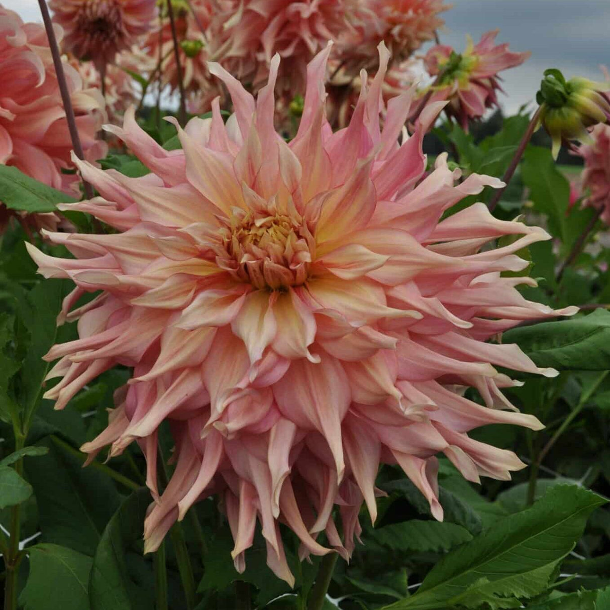 Dahlia 'Penhill Watermelon'