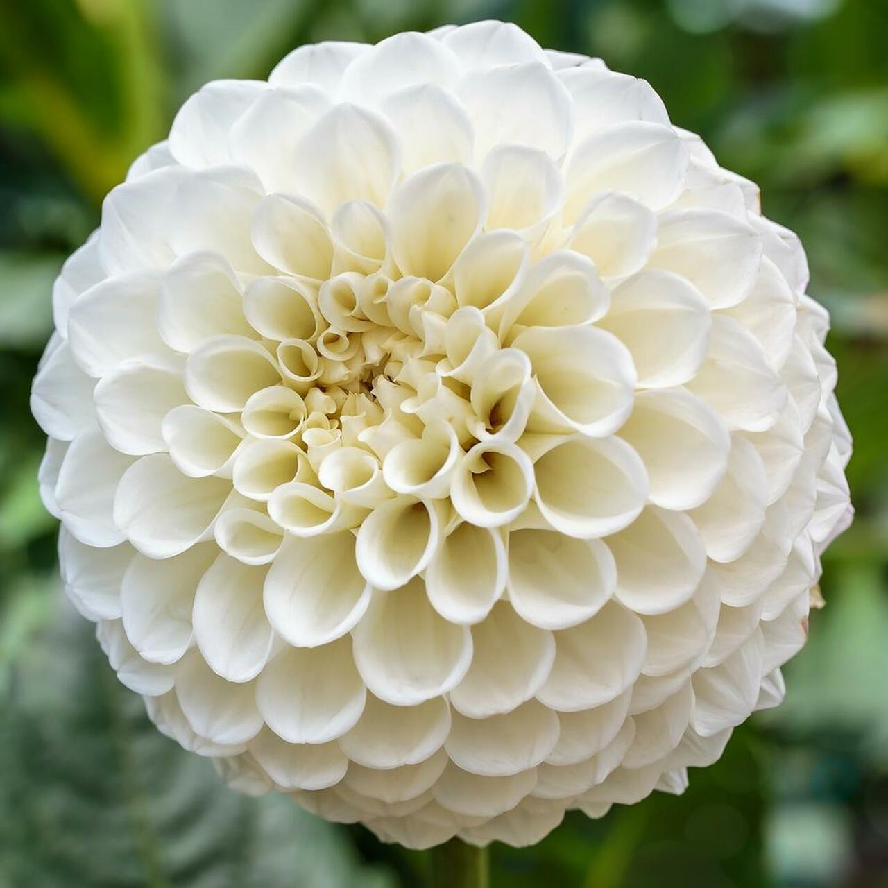 Dahlia 'Petra's Wedding'