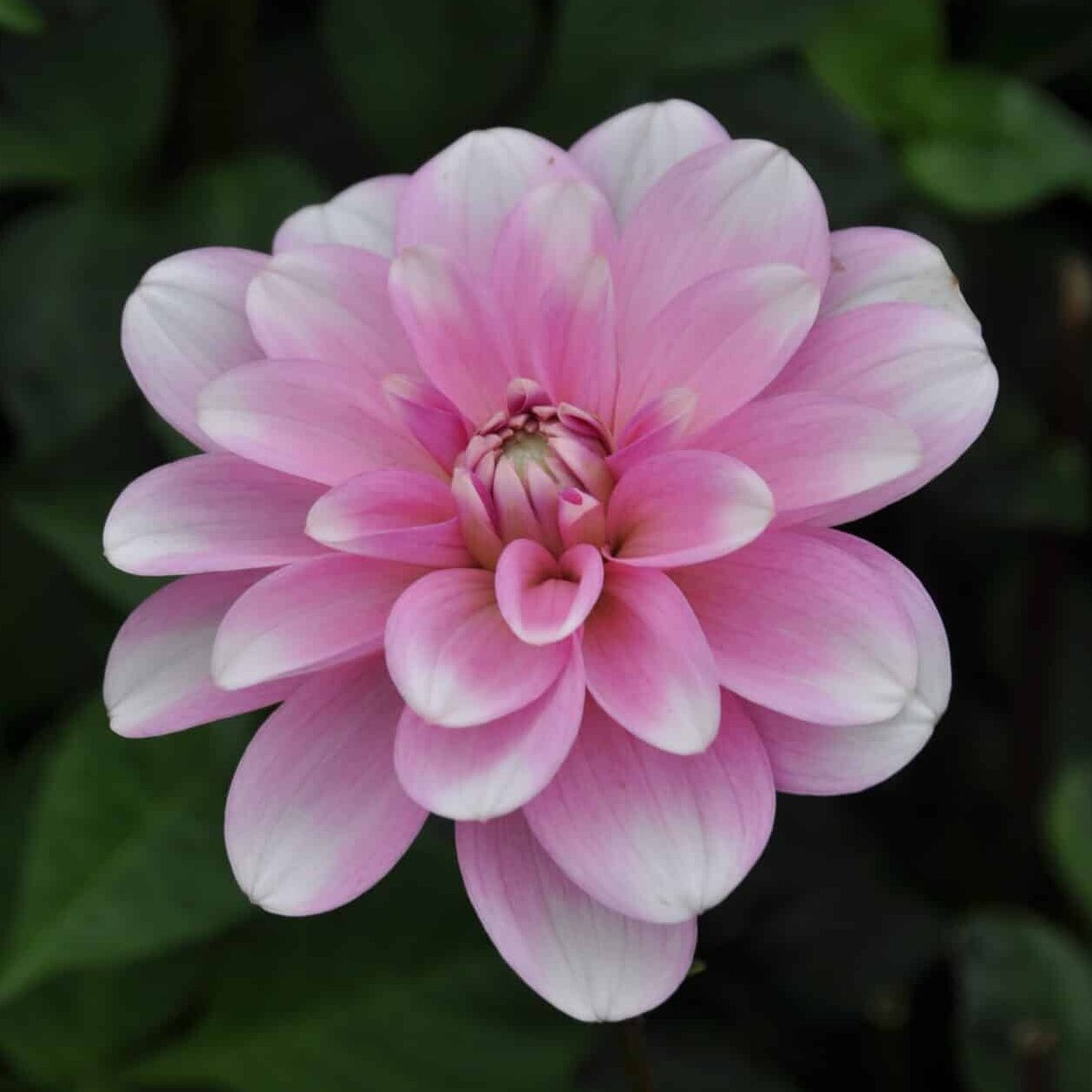 Dahlia 'Pink Perception'