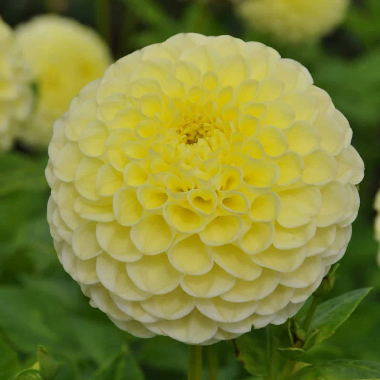 Dahlia 'Polventum Supreme'