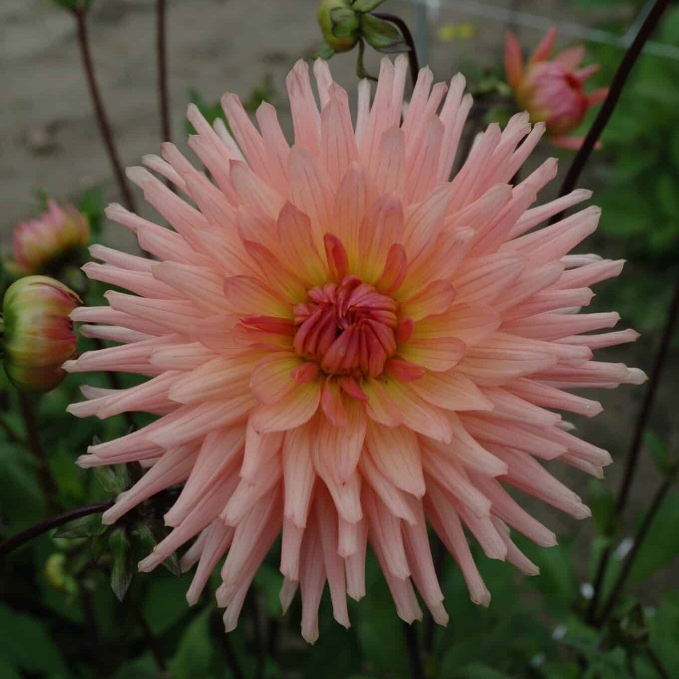 Dahlia 'Preference'