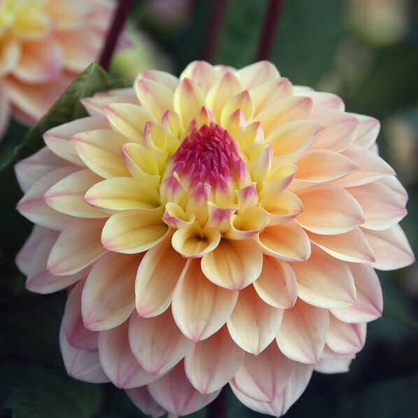 Dahlia 'Princesse Elisabeth'