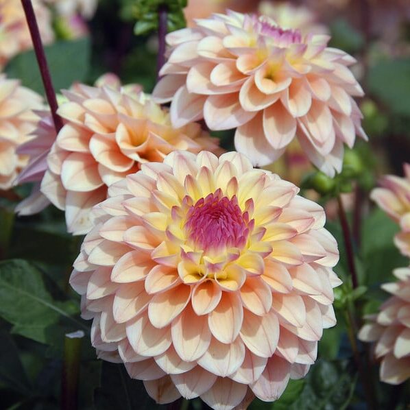 Dahlia 'Princesse Elisabeth'