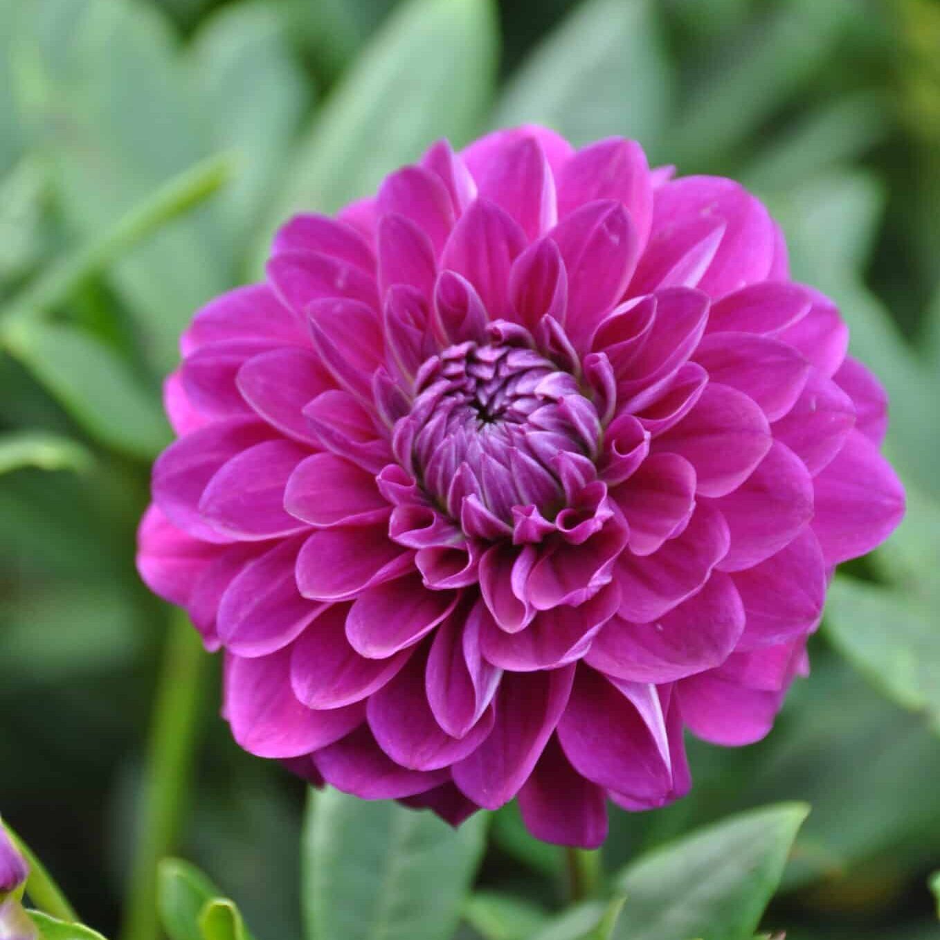 Dahlia 'Randy Crawford'