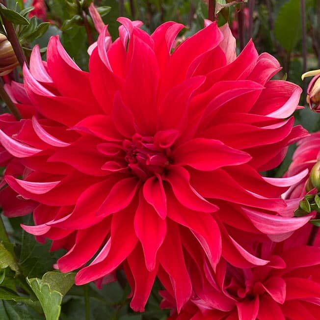 Dahlia 'Red Labyrinth'