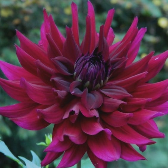 Dahlia 'Ripples'