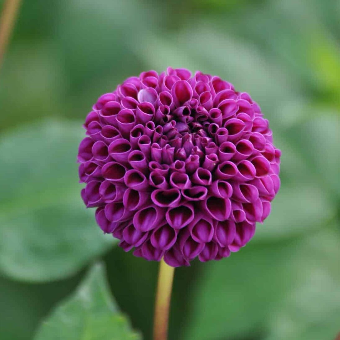 Dahlia 'Rocco'