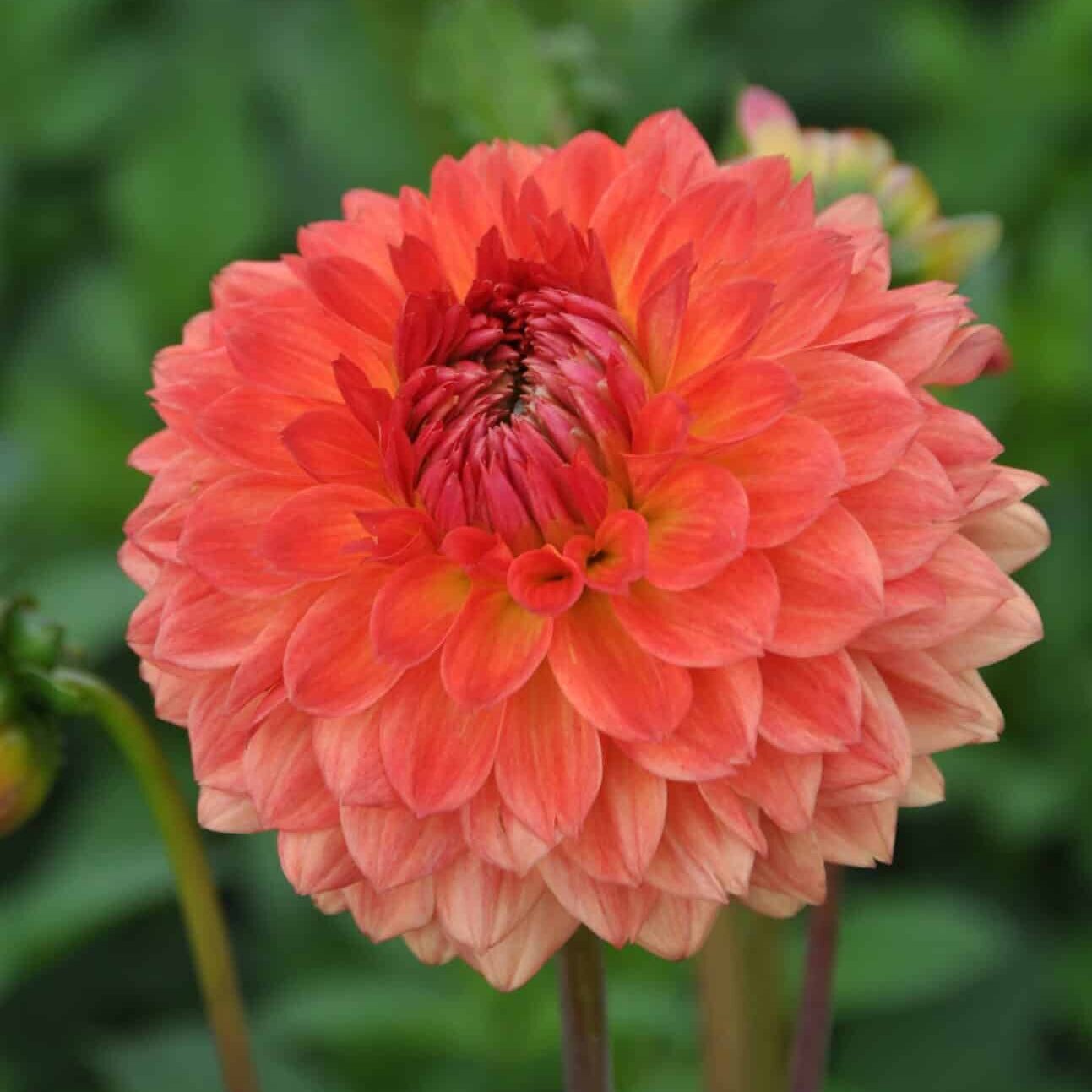 Dahlia 'Safe Shot'