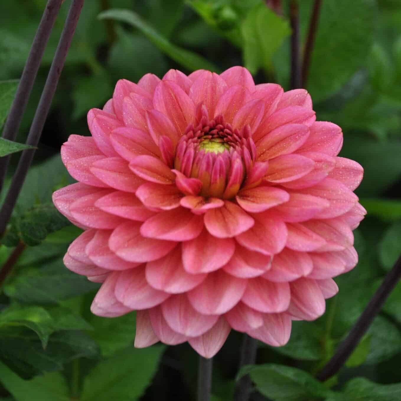 Dahlia 'Salmon Runner'