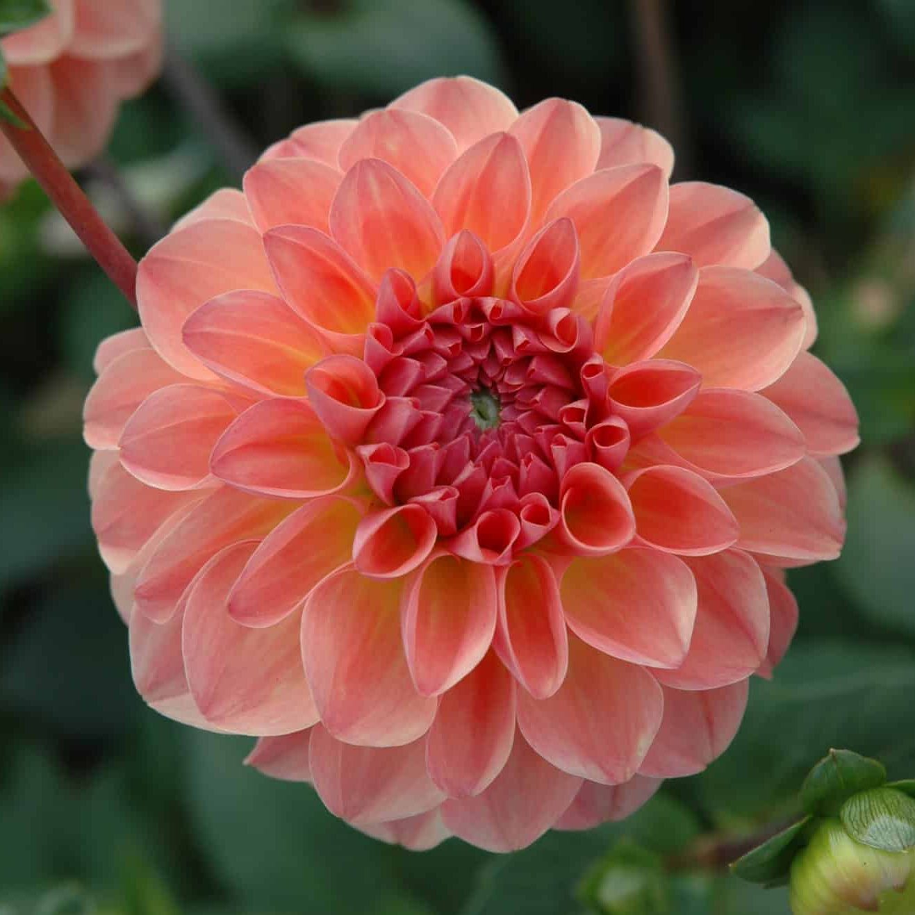 Dahlia 'Sebastian'