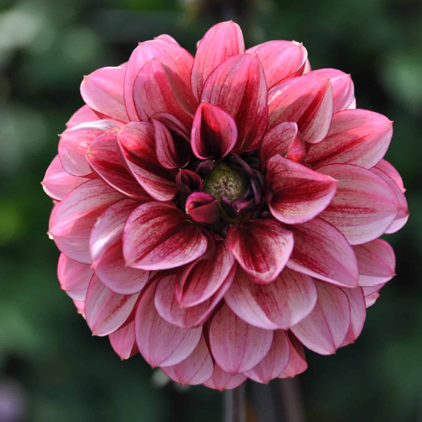 Dahlia 'Seniors Hope'