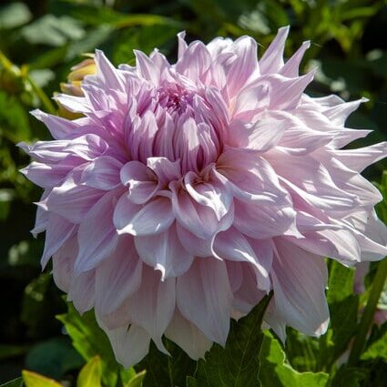 Dahlia 'Shiloh Noelle'