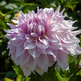 Dahlia 'Shiloh Noelle'