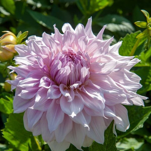 Dahlia 'Shiloh Noelle'