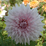 Dahlia 'Shiloh Noelle'