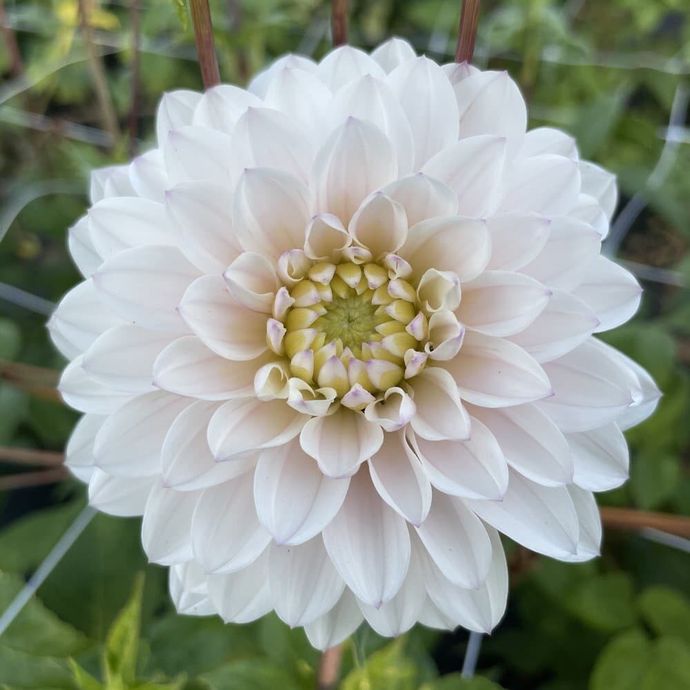 Dahlia 'Silver Years'