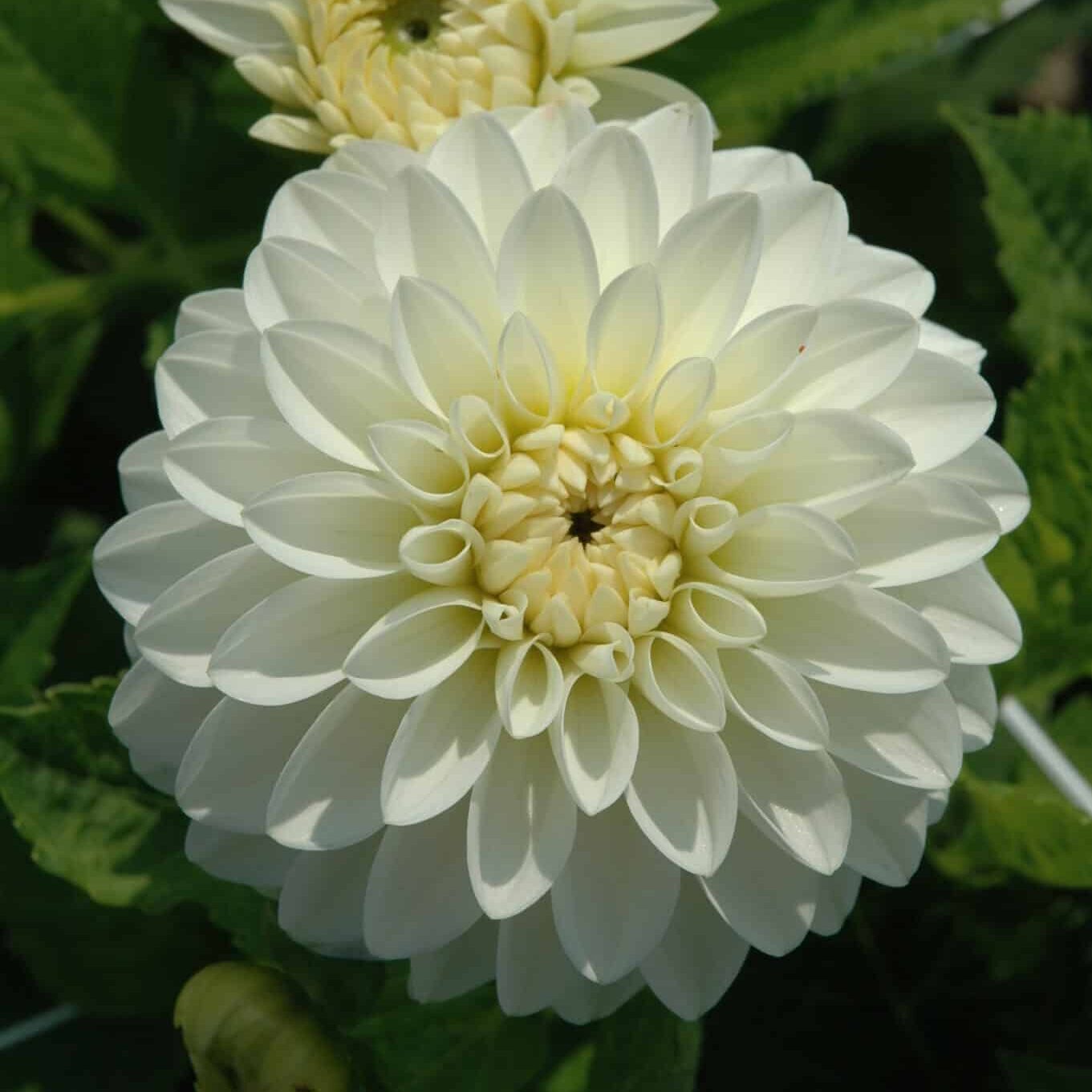 Dahlia 'Snow Cap'