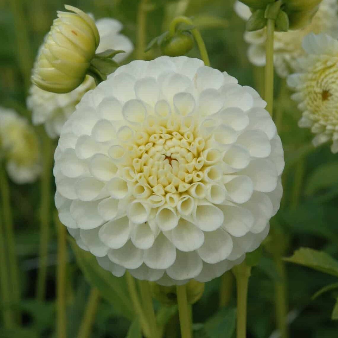 Dahlia 'Snowflake'