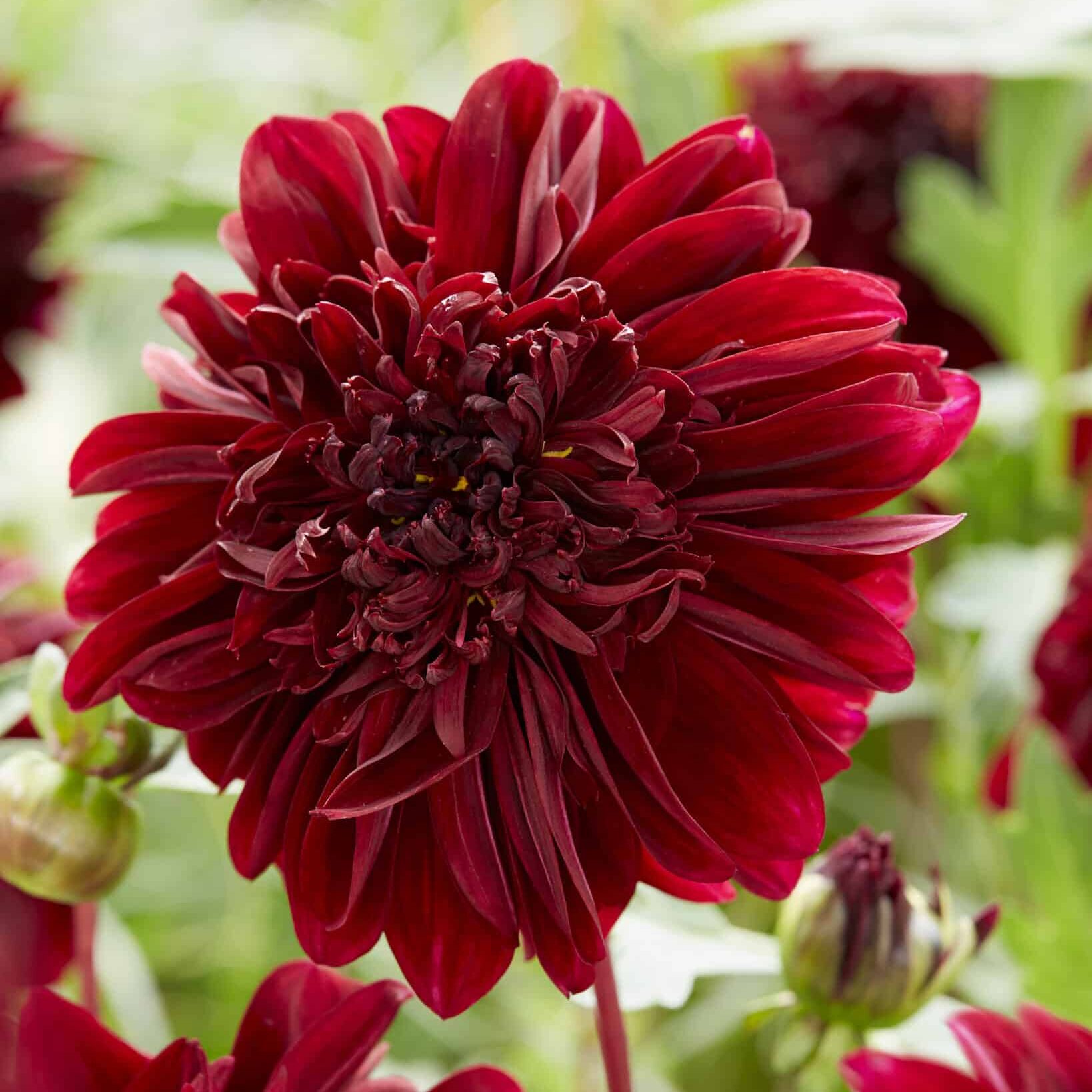 Dahlia 'Soulman'