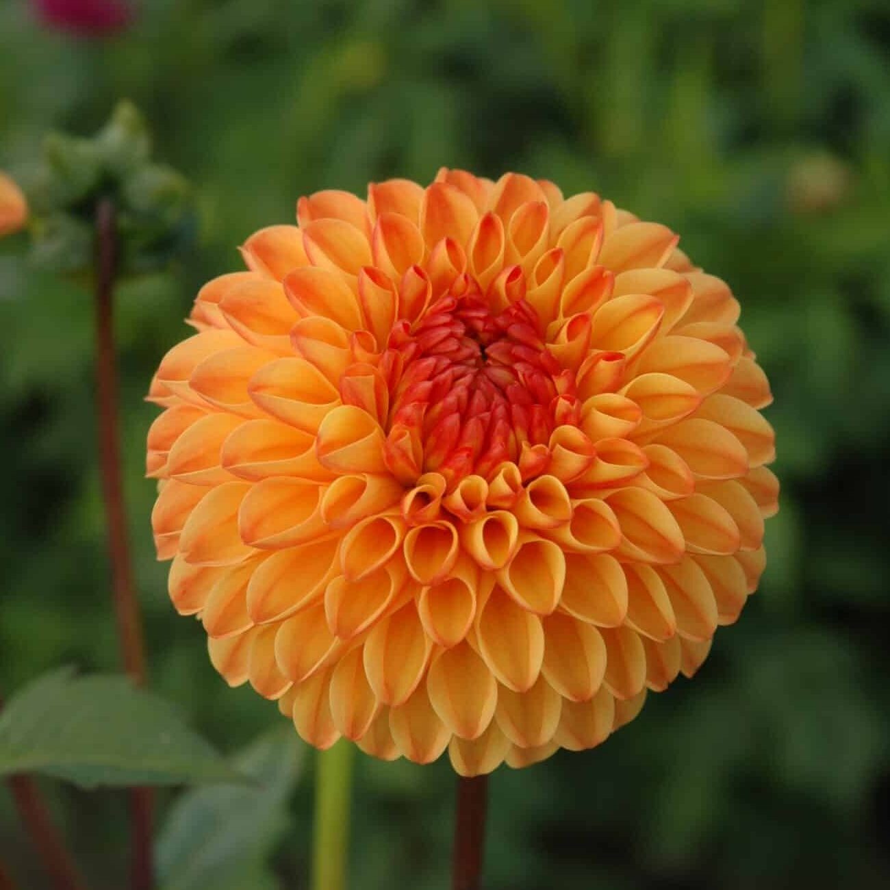 Dahlia 'Souvenir d'Ete'