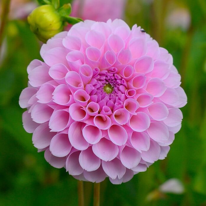 Dahlia 'Stolze von Berlin'