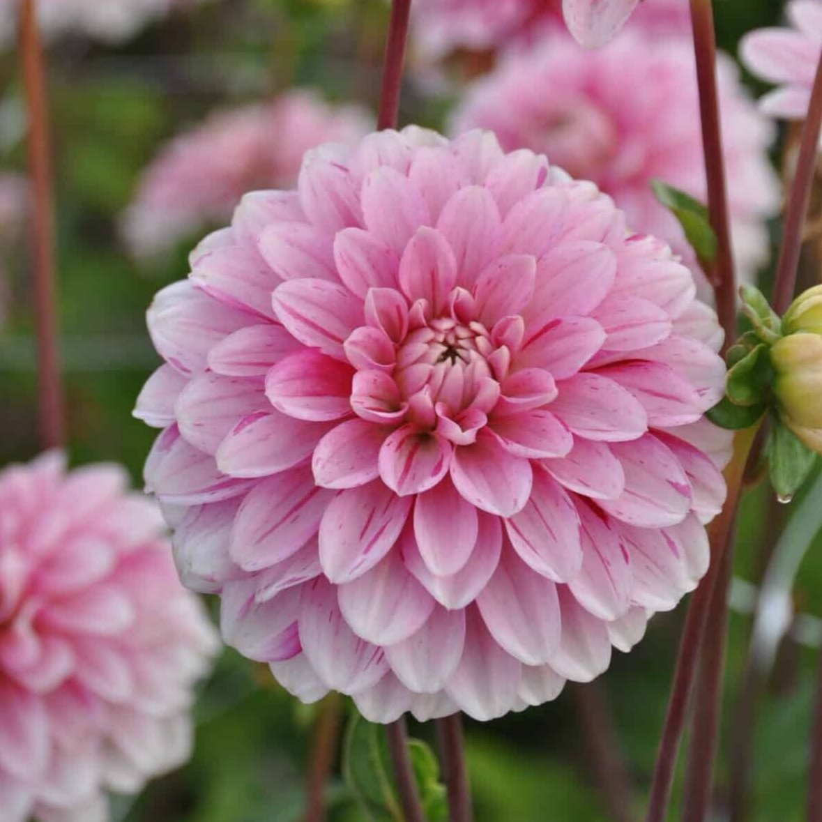 Dahlia 'Strawberry Cream'