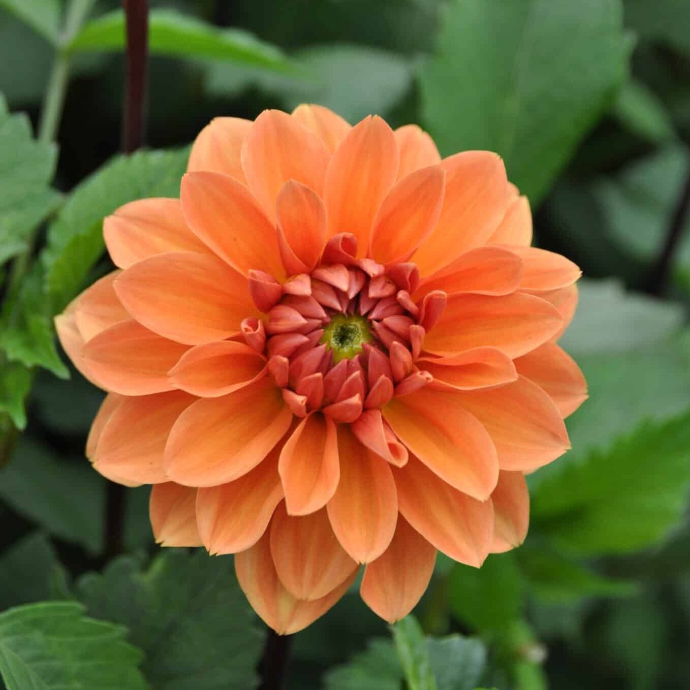 Dahlia 'Summer Flame'