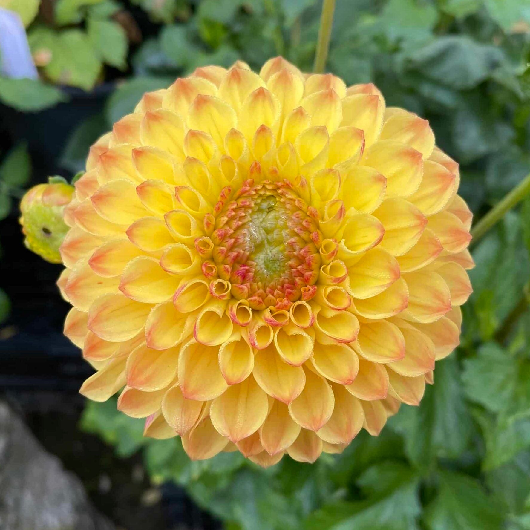 Dahlia 'Sunny Boy'