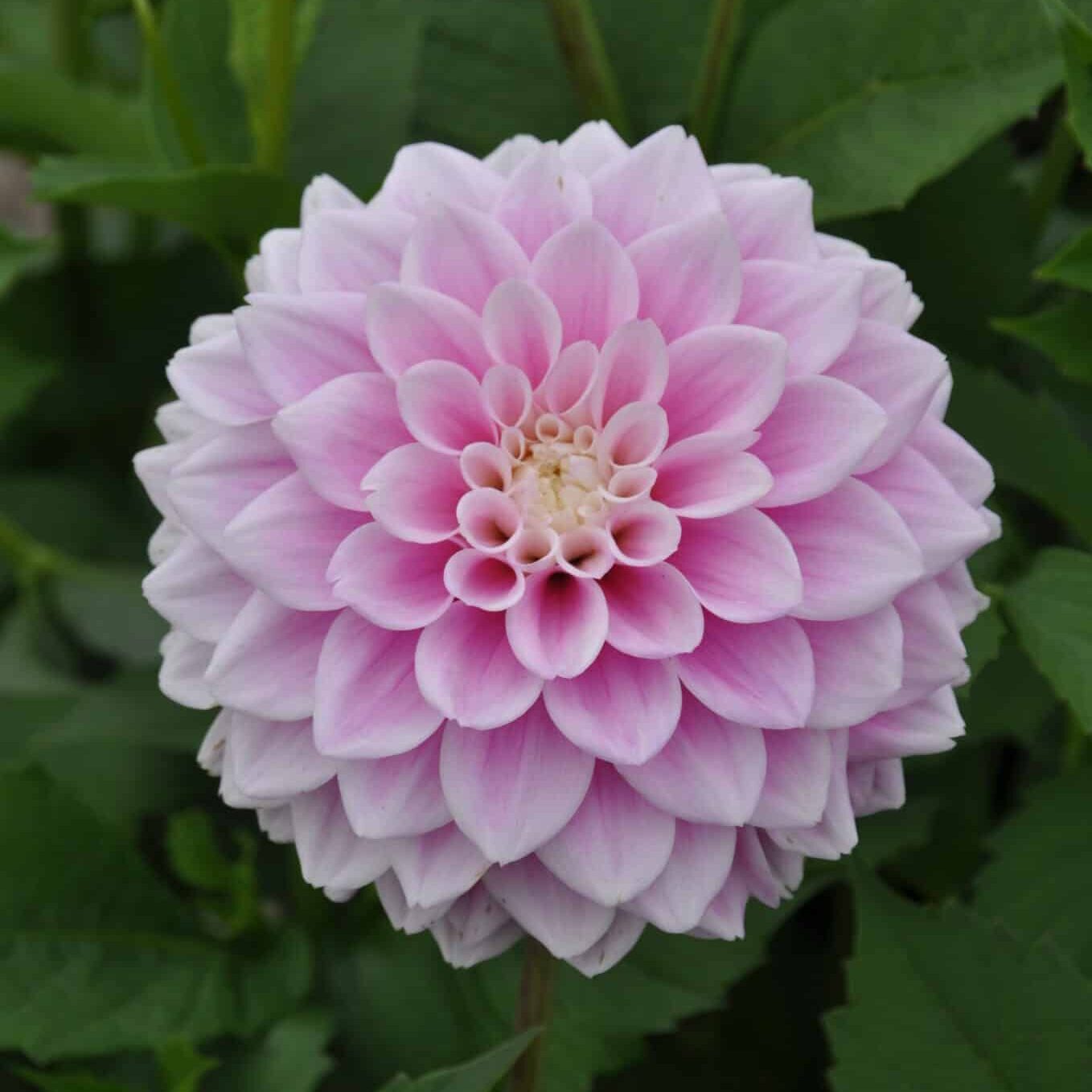 Dahlia 'Sweet Love'