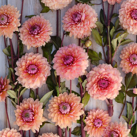 Dahlia 'Sweet Sanne'