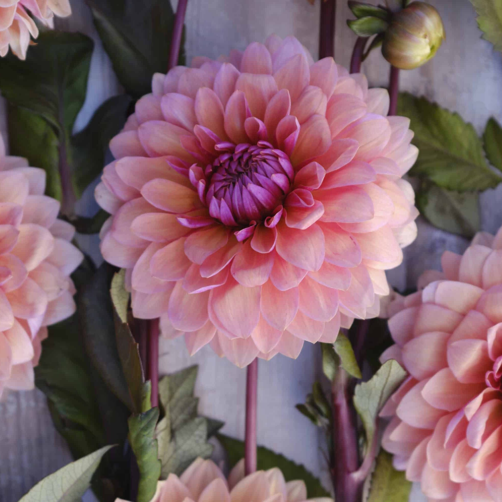 Dahlia 'Sweet Sanne'