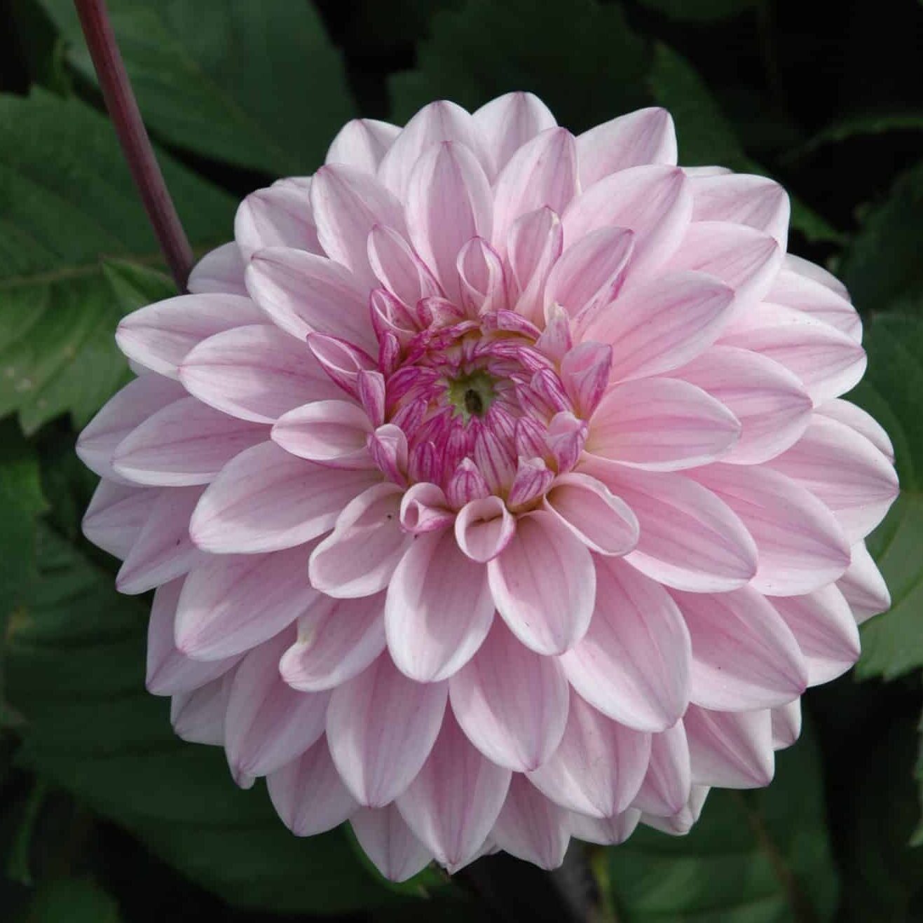 Dahlia 'Sweet Surprise'