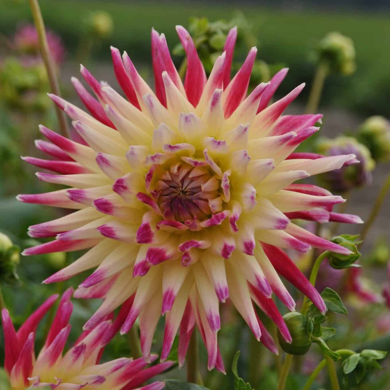 Dahlia 'Tahiti Sunrise'