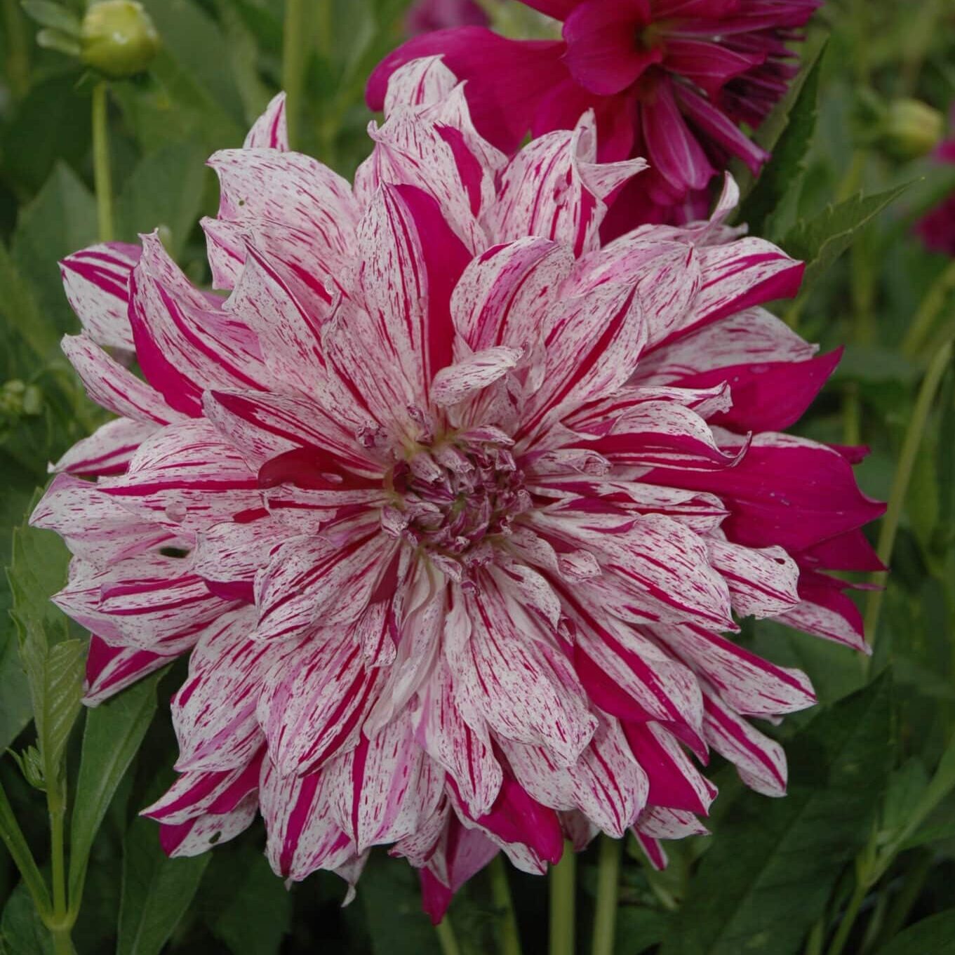 Dahlia 'Taiheiyo'