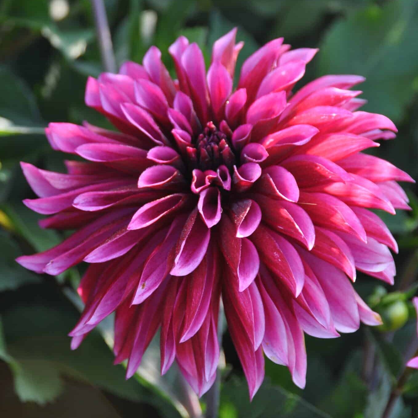 Dahlia 'Tanita'