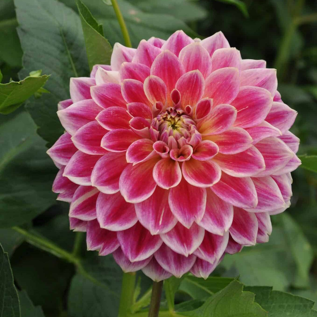 Dahlia 'Temple of Beauty'