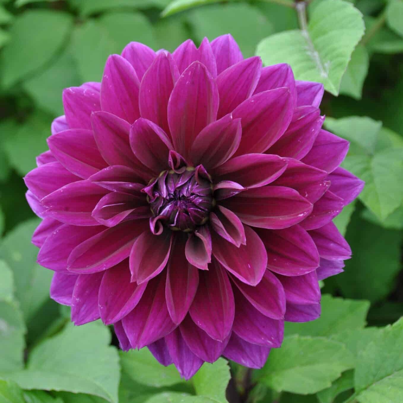 Dahlia 'Thomas Edison'