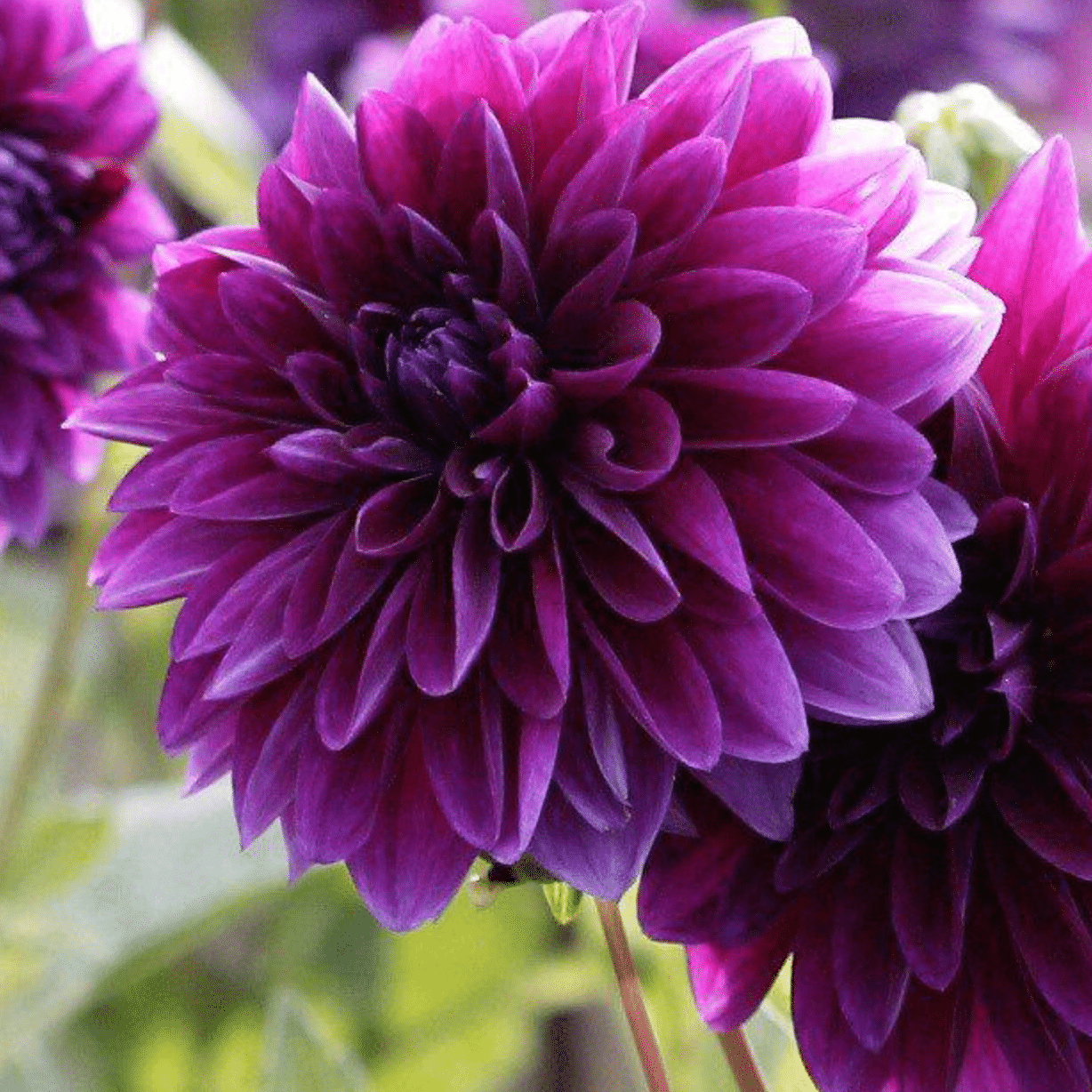 Dahlia 'Thomas Edison'