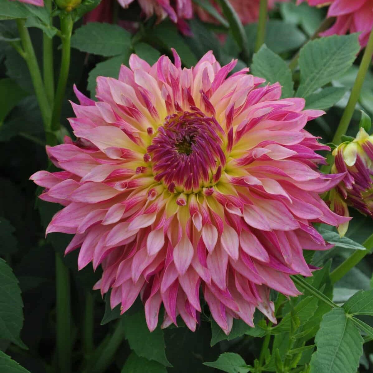 Dahlia 'Tom Pouce'