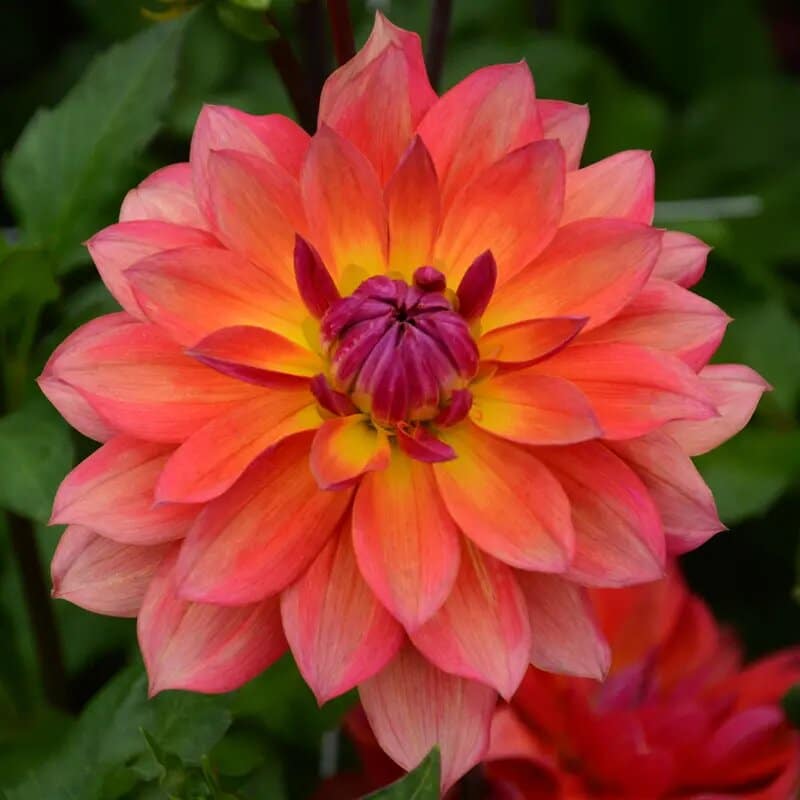 Dahlia 'Tricolore'