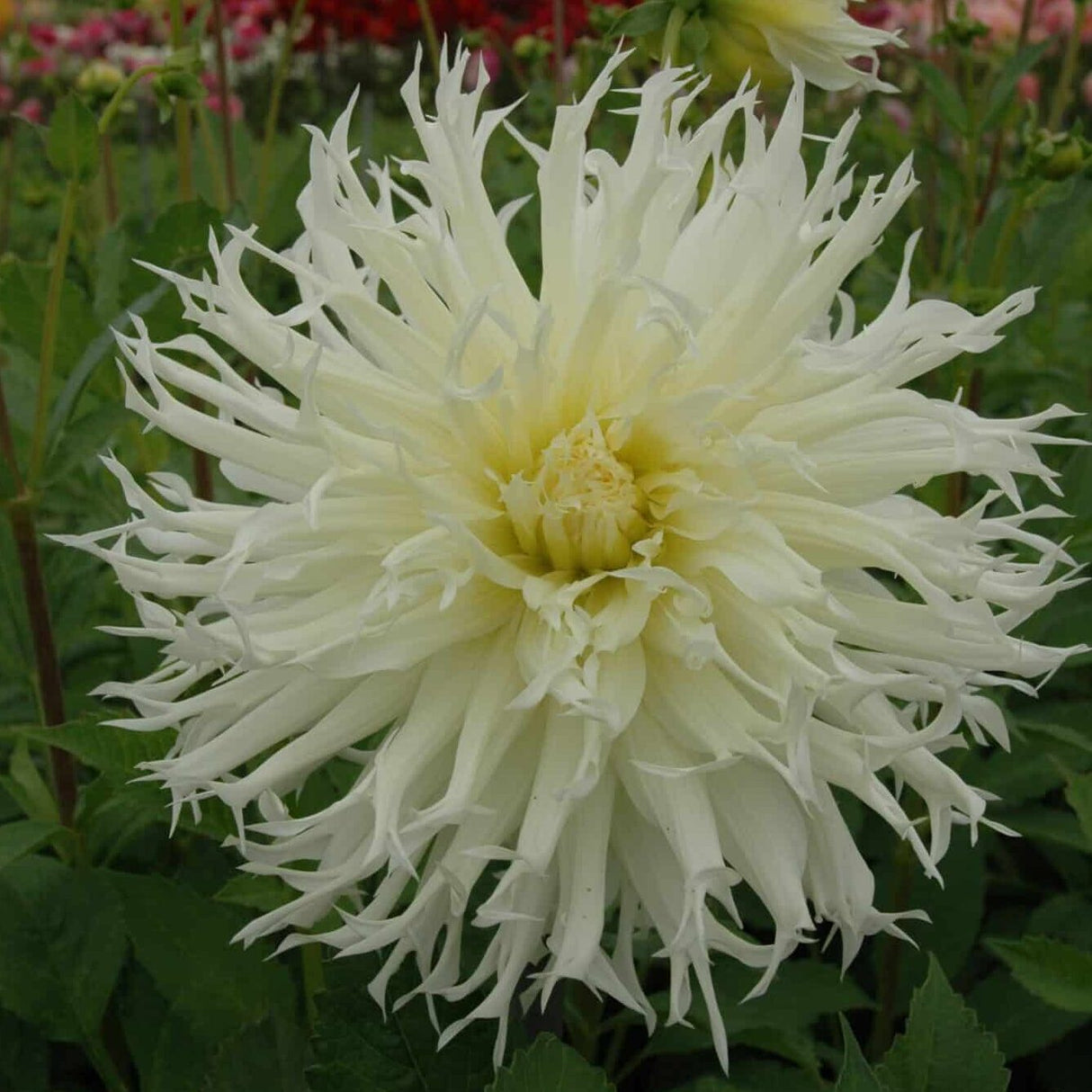 Dahlia 'Tsuki-Yori-No-Shisha'
