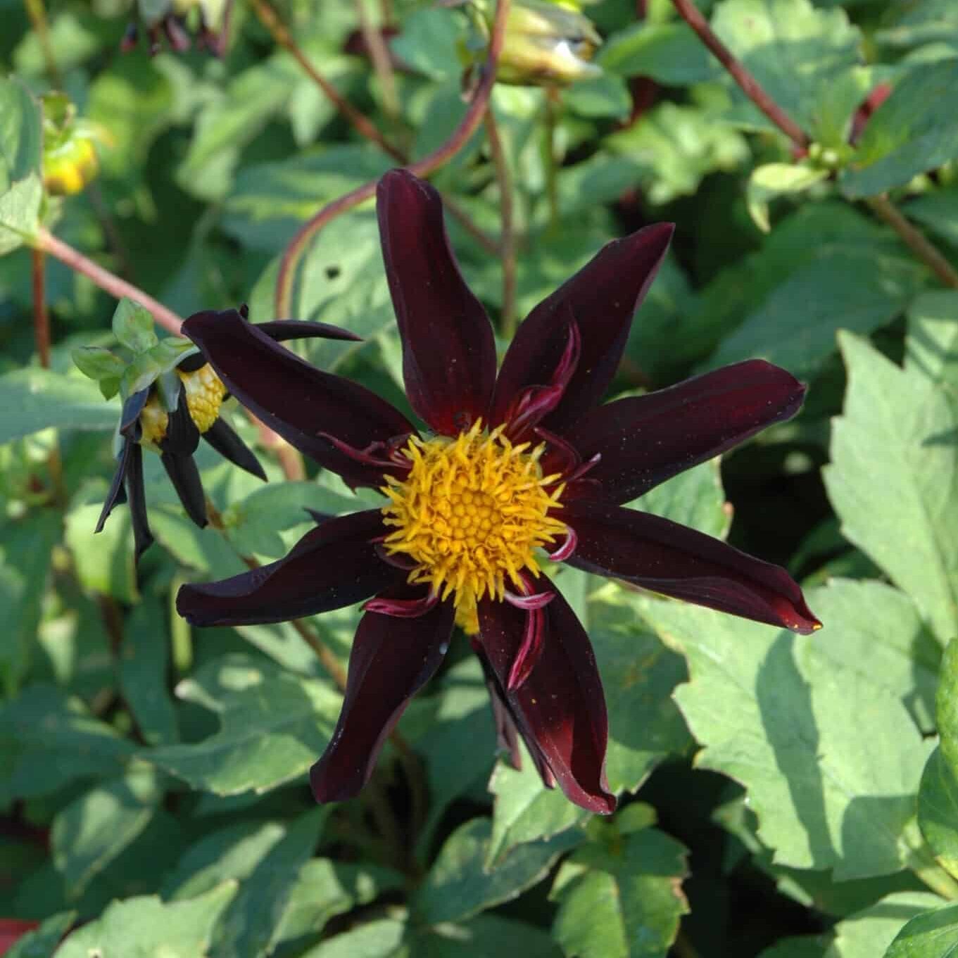 Dahlia 'Verrone's Obsidian'