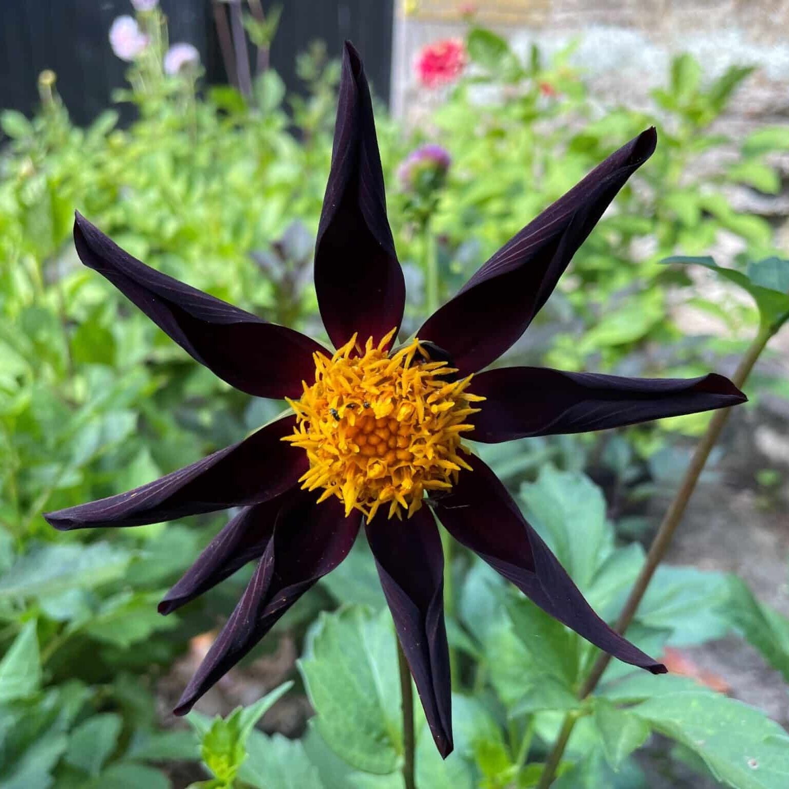 Dahlia 'Verrone's Obsidian'