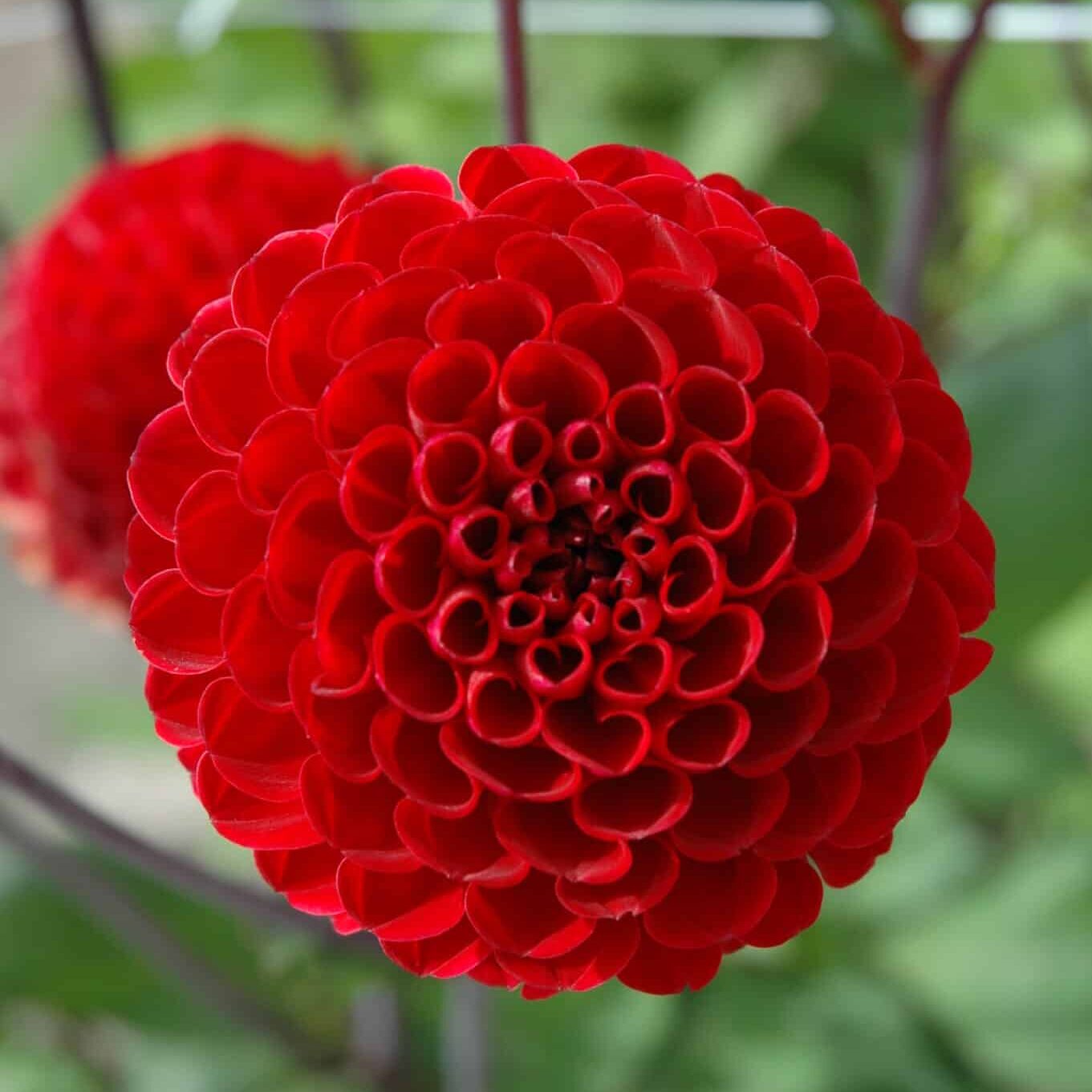 Dahlia 'Viking'