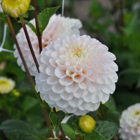 Dahlia 'Wizard of Lightning'