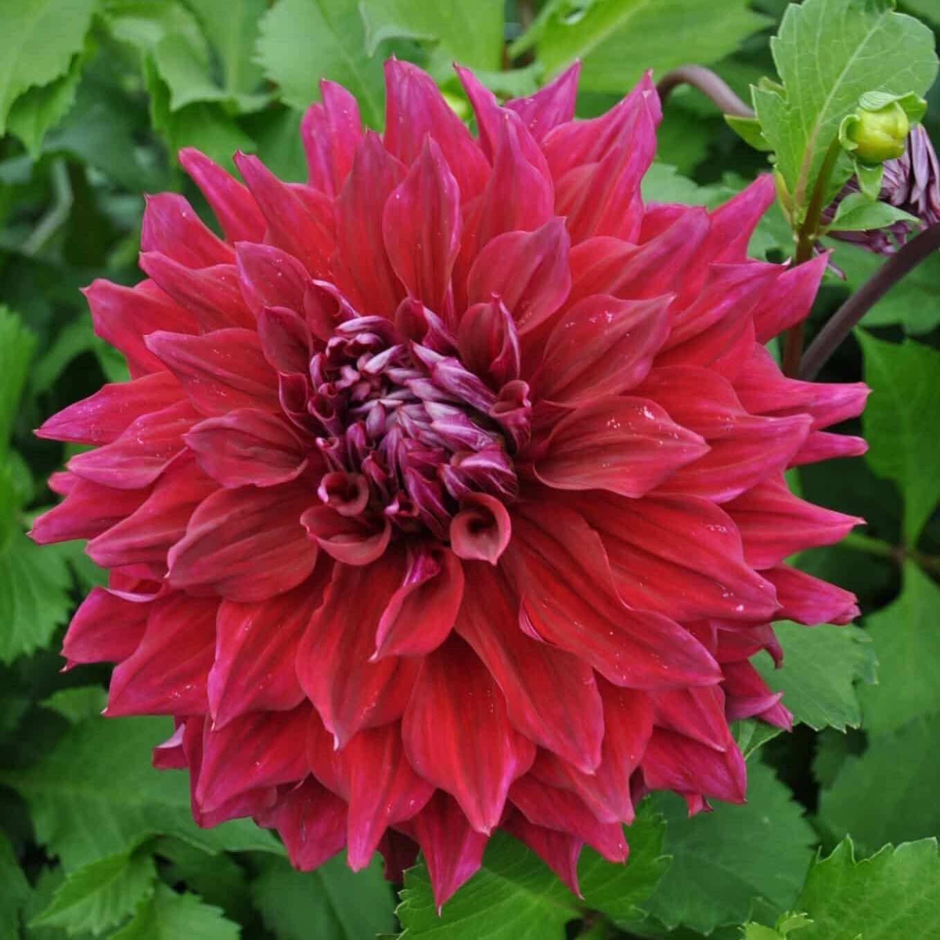 Dahlia 'Zorro'